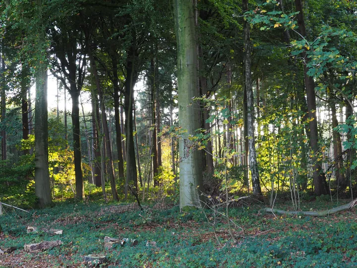 Vagevuurbos an Lippensgoed-Bulskampveld (Belgium)